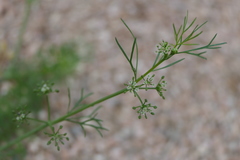 Cyclospermum