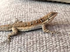 Urosaurus nigricauda