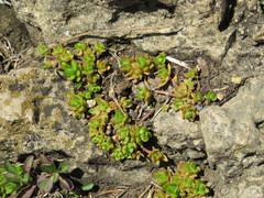 Sedum sarmentosum