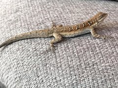 Urosaurus nigricauda