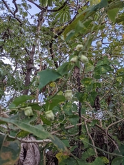 Passiflora biflora image