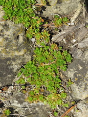 Sedum sarmentosum