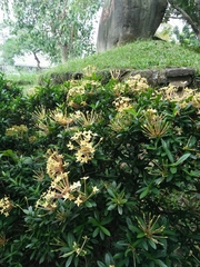 Ixora javanica