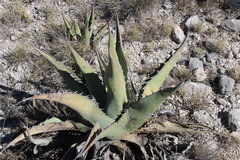 Agave asperrima