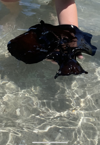 Atlantic Black Seahare