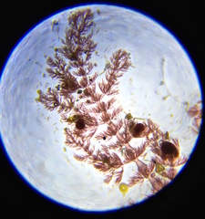 Pterothamnion heteromorphum