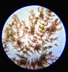 Pterothamnion heteromorphum