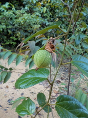 Passiflora tholozanii