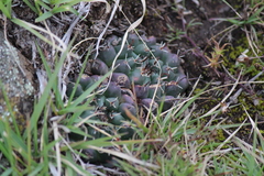Mammillaria uncinata