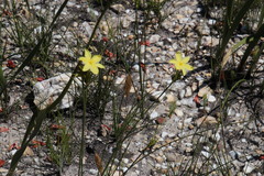 Bobartia longicyma