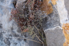 Argyrochosma