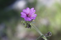 Mirabilis comata
