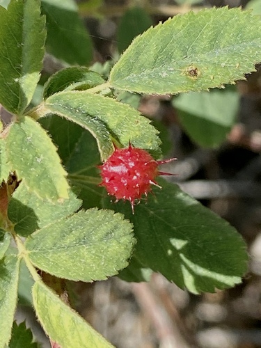 iNaturalist observation photo of Spiny Leaf Gall Wasp