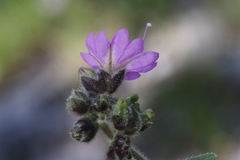 Mirabilis comata