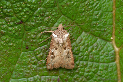 Agrotis robusta