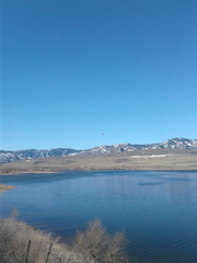 Pelecanus erythrorhynchos