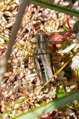 Dichroplus democraticus