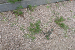 Cyclospermum