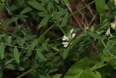 Vicia pulchella