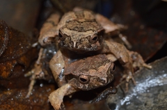 Physalaemus crombiei