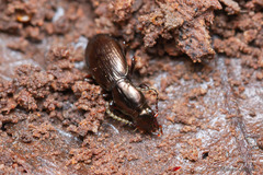 Creobius eydouxii