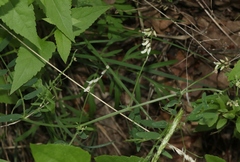 Vicia pulchella