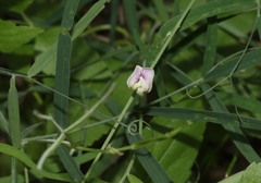 Lathyrus graminifolius
