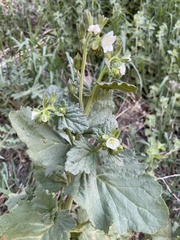 Phacelia viscida albiflora