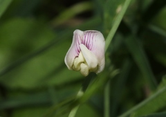 Lathyrus graminifolius