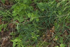 Lathyrus graminifolius
