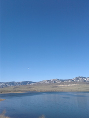 Pelecanus erythrorhynchos