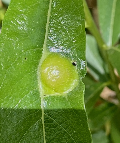 iNaturalist observation photo of Insects