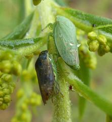 Gypona melanota