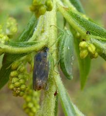 Gypona melanota