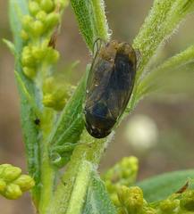 Gypona melanota