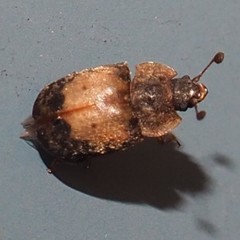 Omosita discoidea