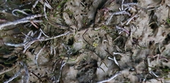 Ranunculus limosella