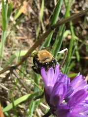 Habropoda tristissima