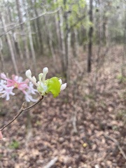 Exobasidium rhododendri