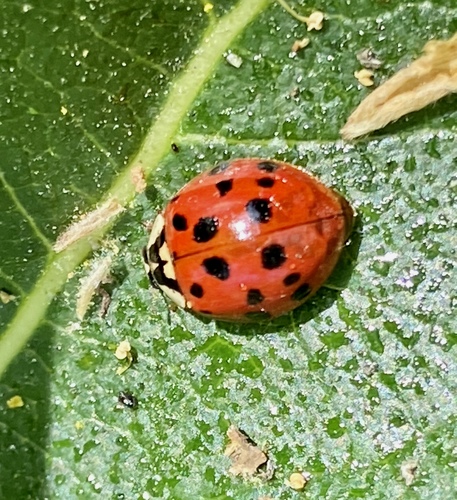 iNaturalist observation photo of Asian Lady Beetle