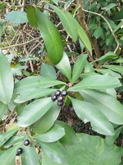 Ardisia squamulosa