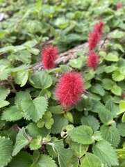 Acalypha pendula