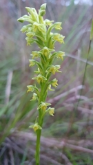 Habenaria parviflora