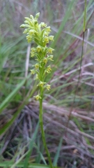 Habenaria parviflora