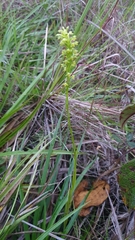 Habenaria parviflora