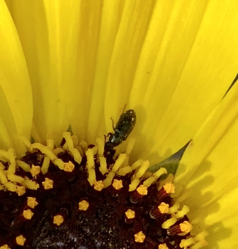 iNaturalist observation photo of Soft-winged Flower Beetles