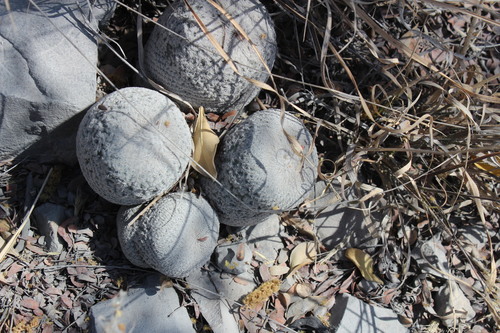 Epithelantha ilariae