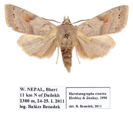 Harutaeographa