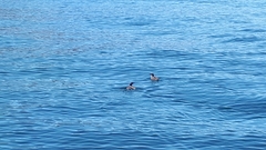 Synthliboramphus craveri