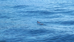 Synthliboramphus craveri